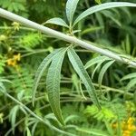 Coreopsis tripteris Fulla