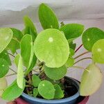 Pilea peperomioides 整株植物