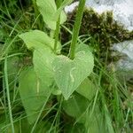 Doronicum pardalianches Лист