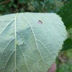 Rubus subinermoides Outro