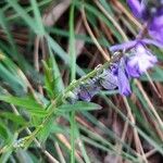 Polygala vulgarisKvět