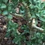 Crassula arborescens 樹皮