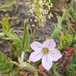 Erodium botrys Blüte