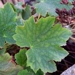 Heuchera villosa Lehti