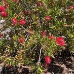 Callistemon coccineusBlomma