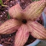 Stapelia hirsuta Λουλούδι