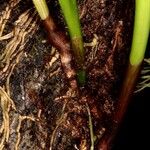 Bulbophyllum apodum Кора