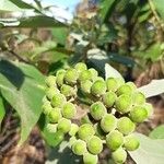Solanum mauritianum Fruit