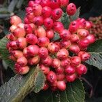 Viburnum lantana Φρούτο