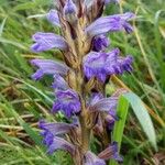 Phelipanche purpurea Flower