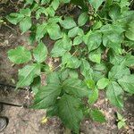 Staphylea trifolia Leaf