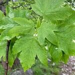 Acer pseudoplatanus Листок