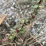 Amaranthus blitoides Folla