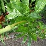 Oenothera macrocarpa 叶