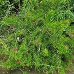 Grevillea juniperina عادت