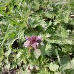 Lamium hybridumFlower