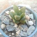 Haworthia cymbiformisЛист