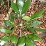 Crossosperma velutina Habit