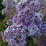 Limonium sinuatumBlodyn