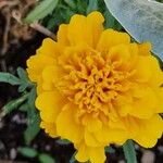 Tagetes erectaКвітка