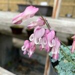 Dicentra peregrina 花