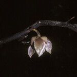 Fusaea longifolia Fruit