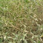 Solanum arundo Хабит