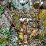 Saxifraga corsica ফুল