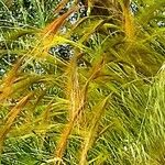 Stipella capensis Цвят
