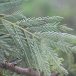 Calliandra rubescens Φύλλο