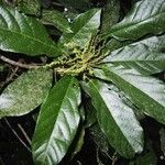 Macaranga corymbosa Hábito