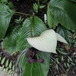 Tacca integrifolia Habitus