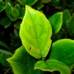 Coronanthera clarkeana 葉