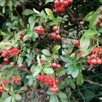 Pyracantha coccineaVaisius