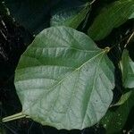 Cordia myxa Leaf