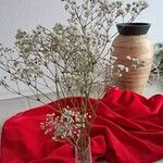 Gypsophila paniculata ᱵᱟᱦᱟ