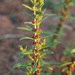 Ammannia baccifera 果實