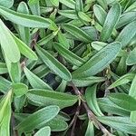 Dianthus deltoides Leaf