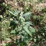 Chenopodium albumLevél