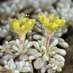 Eriogonum caespitosum Hábitos