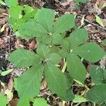 Panax quinquefolius Blad