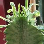Euphorbia ammak Virág