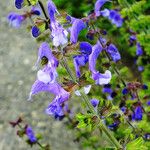 Salvia pratensis Flower
