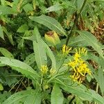 Senecio nemorensis Blad