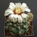 Gymnocalycium baldianum ശീലം