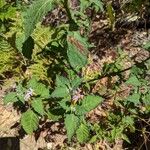 Solanum douglasii Цвят