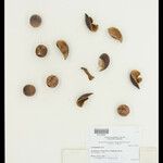 Dodecastigma uleanum Plod