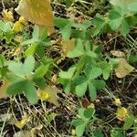 Oxalis dillenii Leaf