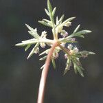 Daucus involucratus Blomst