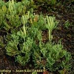 Lycopodium tristachyum Habitatea